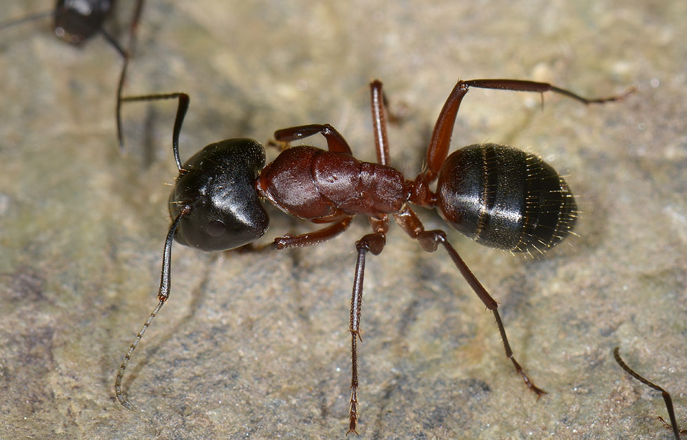 Camponotus ligniperda?